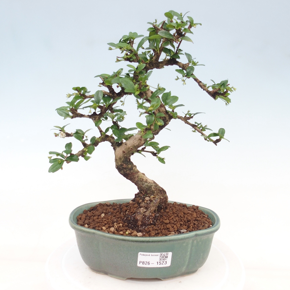 Bonsaï de chambre - Carmona macrophylla - Tea fuki