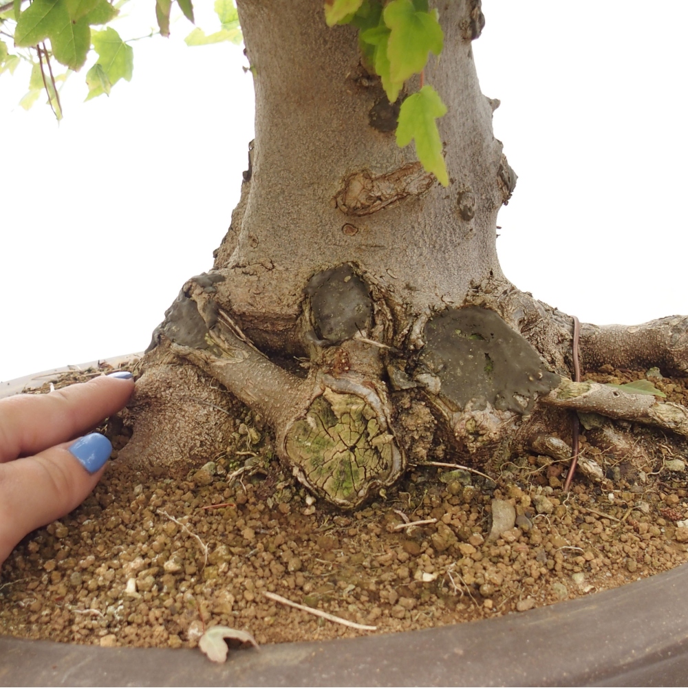Bonsaï d'extérieur - Acer Buergerianum - Burger Maple