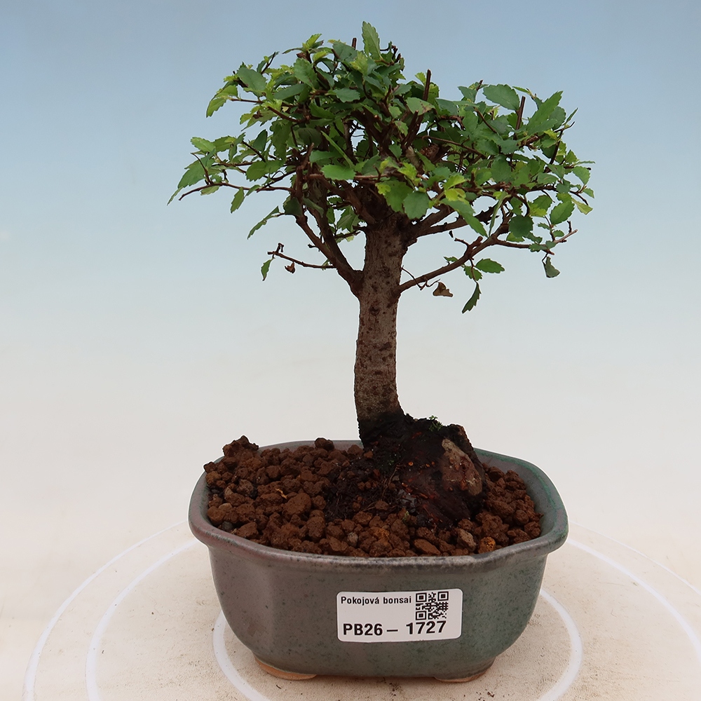 Bonsaï de chambre - Ulmus parvifolia - Orme à petites feuilles