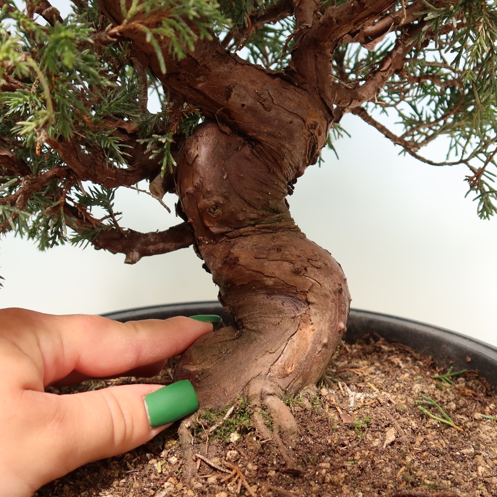 Bonsaï d'extérieur - Juniperus chinensis Itoigawa-Juniperus chinensis