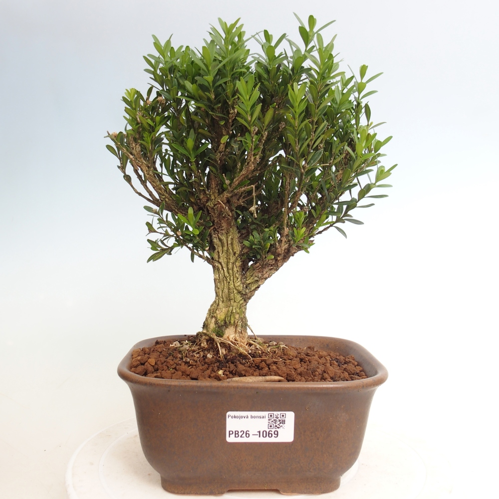 Bonsaï de chambre - Buxus harlandii - buxus liège
