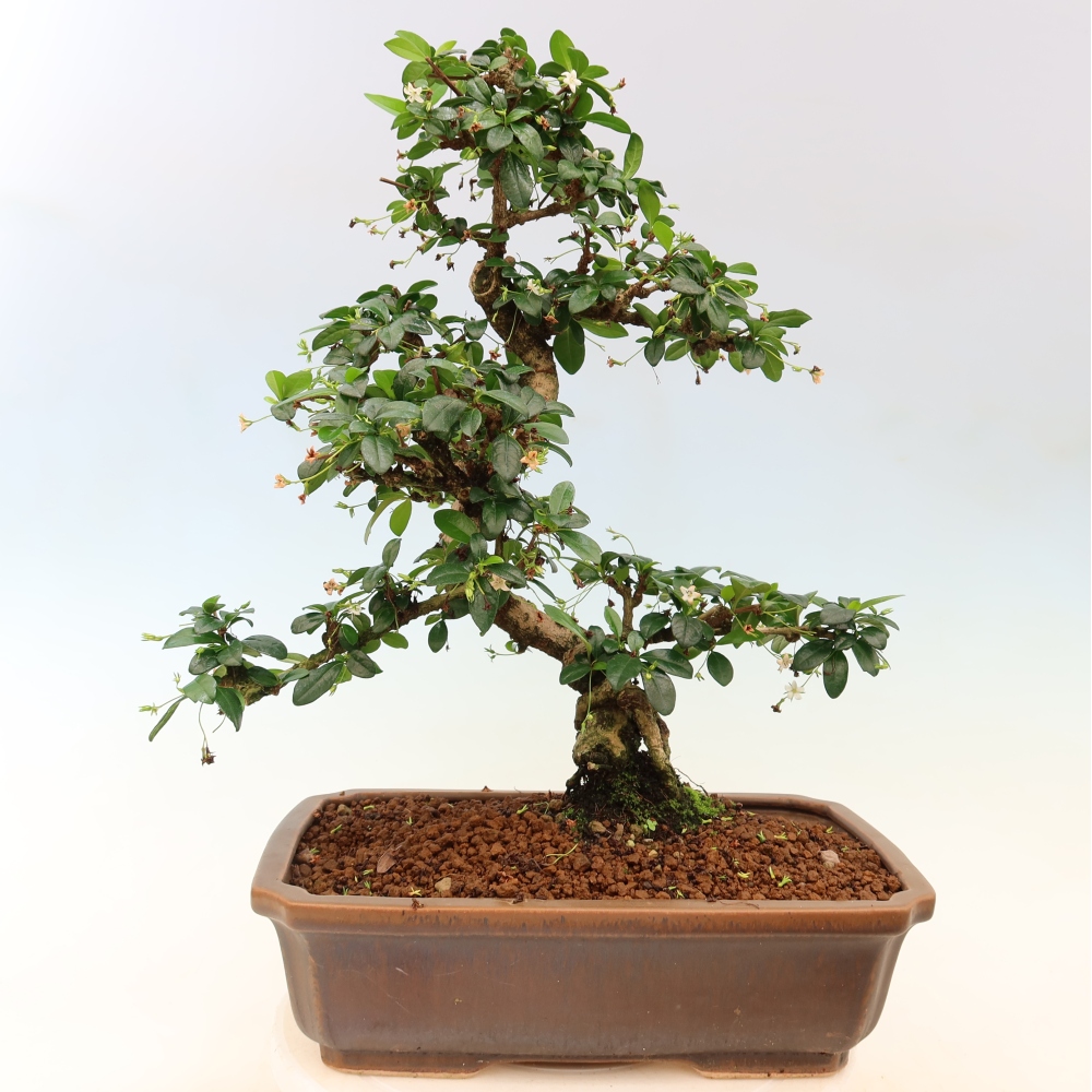 Bonsaï de chambre - Carmona macrophylla - Tea fuki