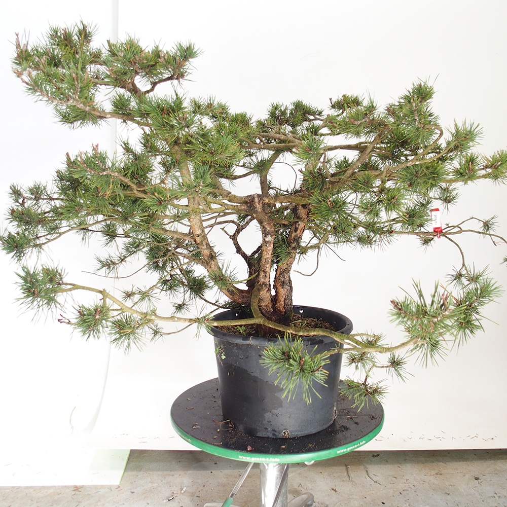 Yamadori - Pinus sylvestris Espagne