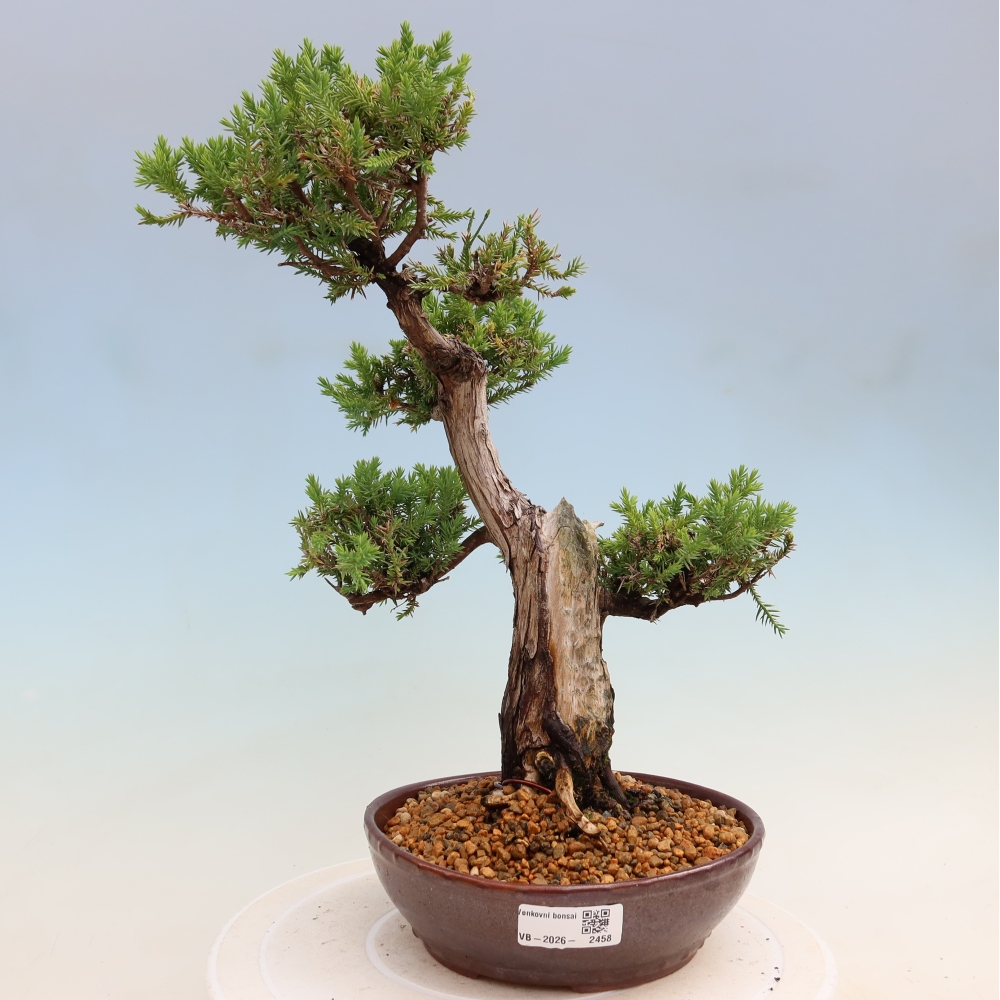 Bonsaï d'extérieur - Juniperus squamata – Genévrier écailleux