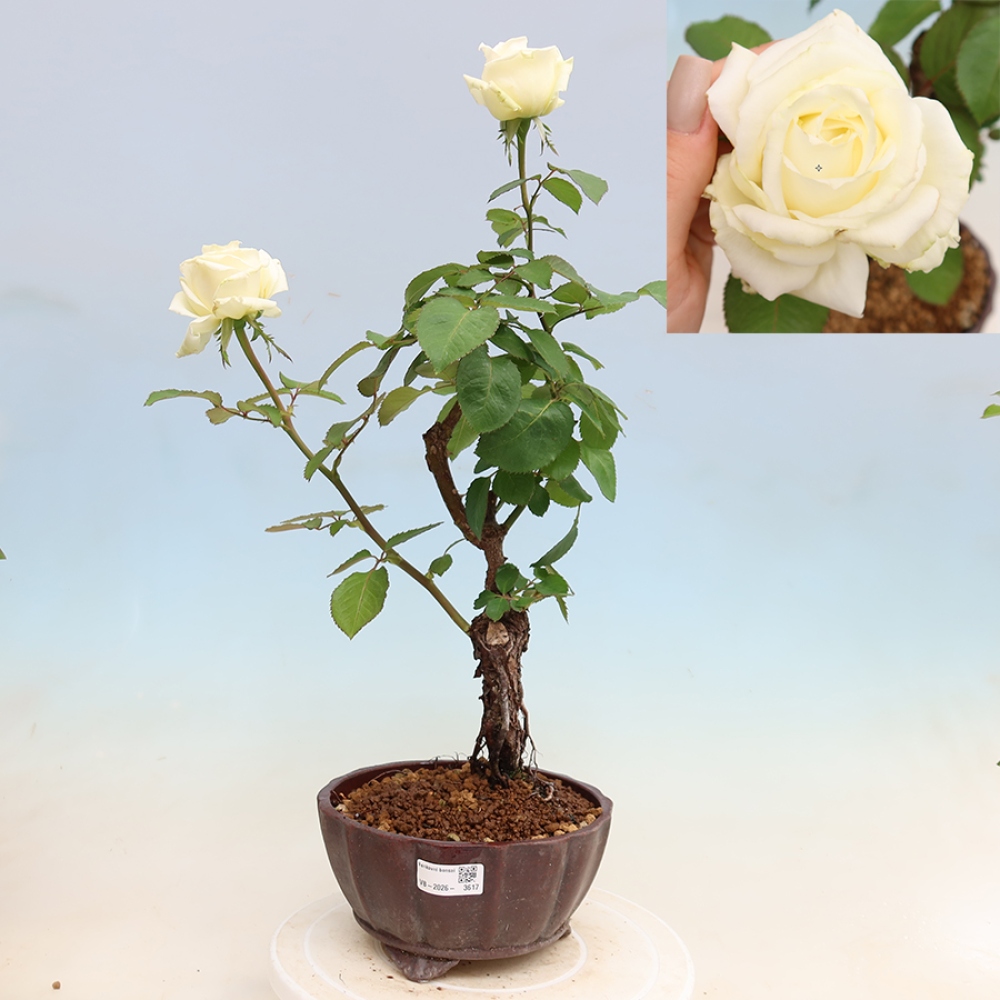 Bonsaï d'extérieur - Rosa Kordes - rose