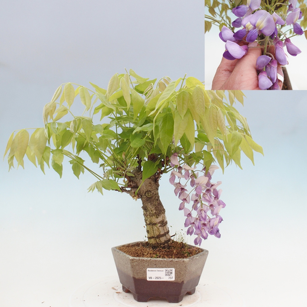 Bonsaï d'extérieur - Wisteria floribunda