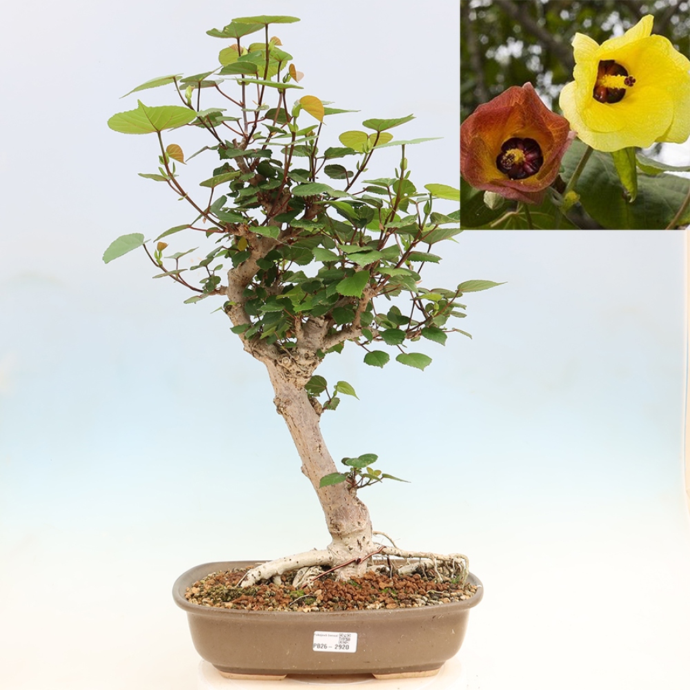 Bonsaï d'intérieur - Hibiscus tiliaceus - Hibiscus de mer