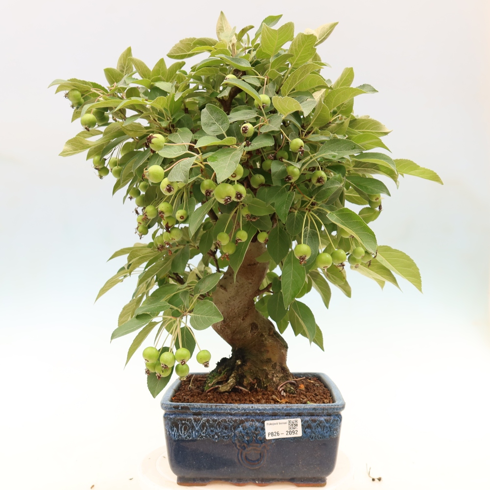 Bonsaï d'extérieur -Malus halliana - Pommier à petits fruits