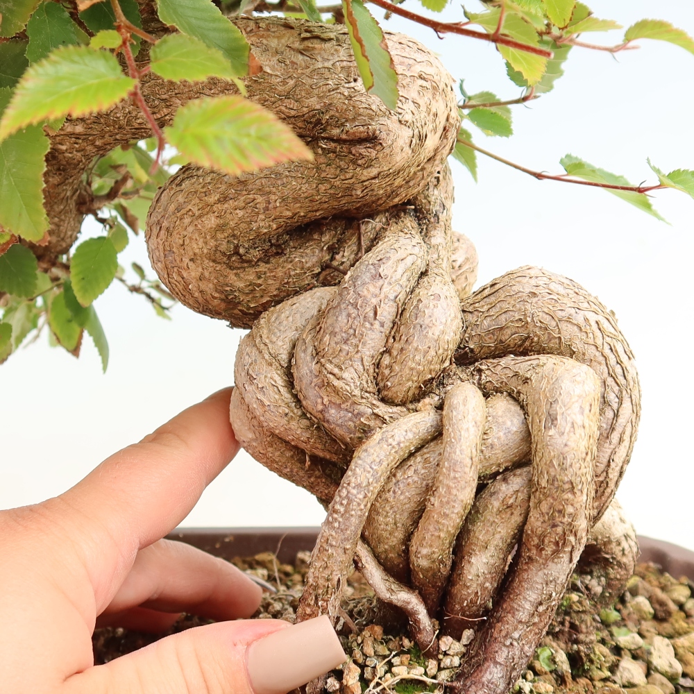 Bonsaï d'extérieur -Carpinus CARPINOIDES - Charme de Corée