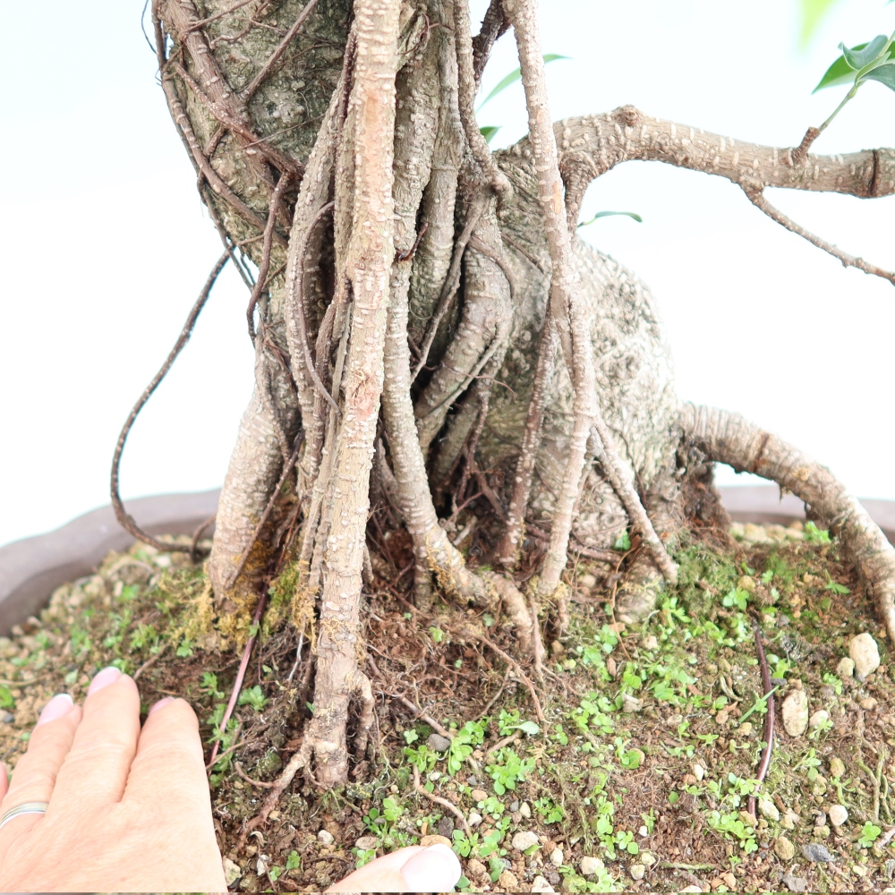 Salle bonsaï - Ficus kimmen - ficus à petites feuilles