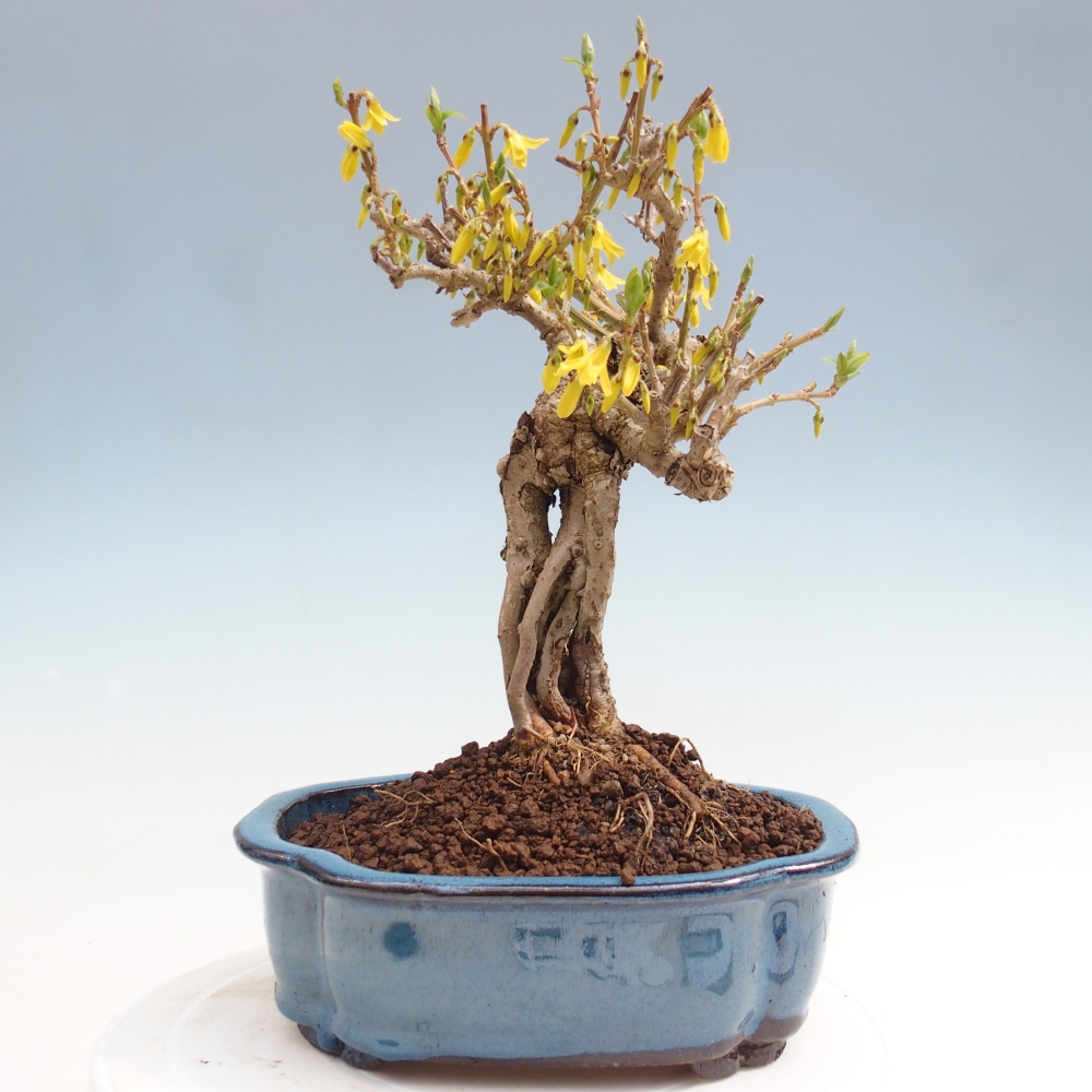 Bonsaï d'extérieur - Zlatice - Forsythia koreana