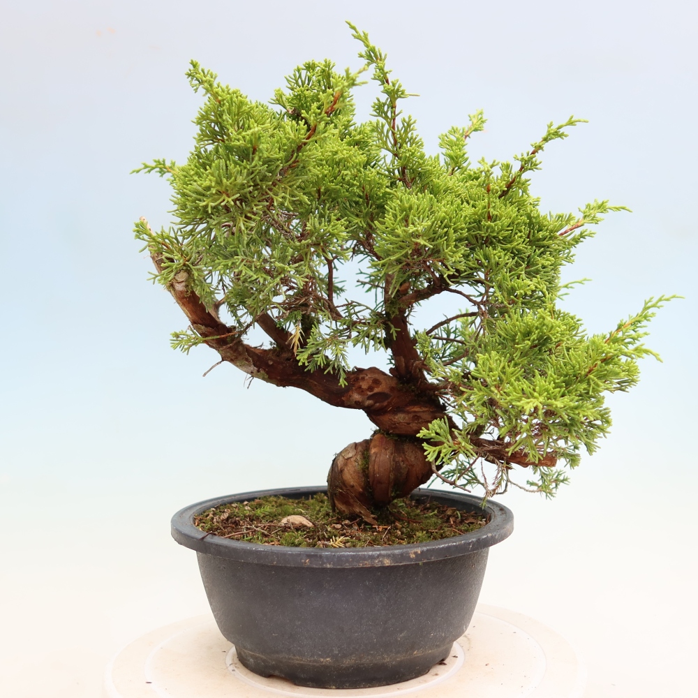 Bonsaï d'extérieur - Juniperus chinensis Itoigawa-Juniperus chinensis
