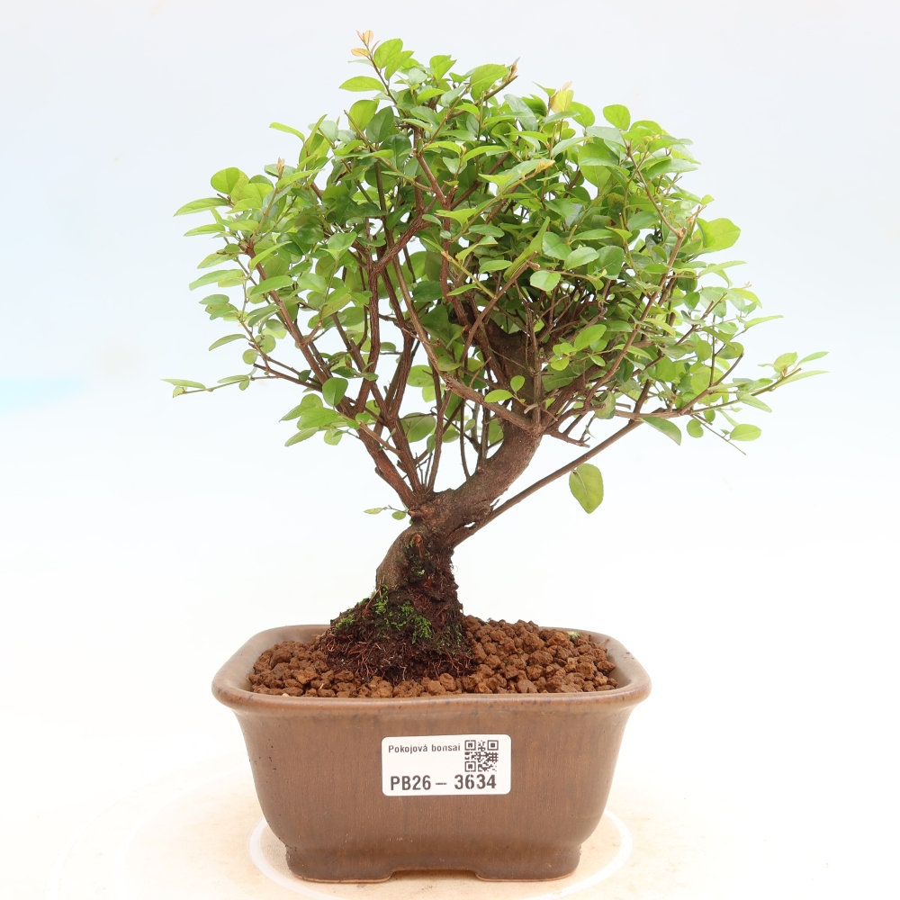Bonsaï de chambre - Sageretia thea - Sageretia thea