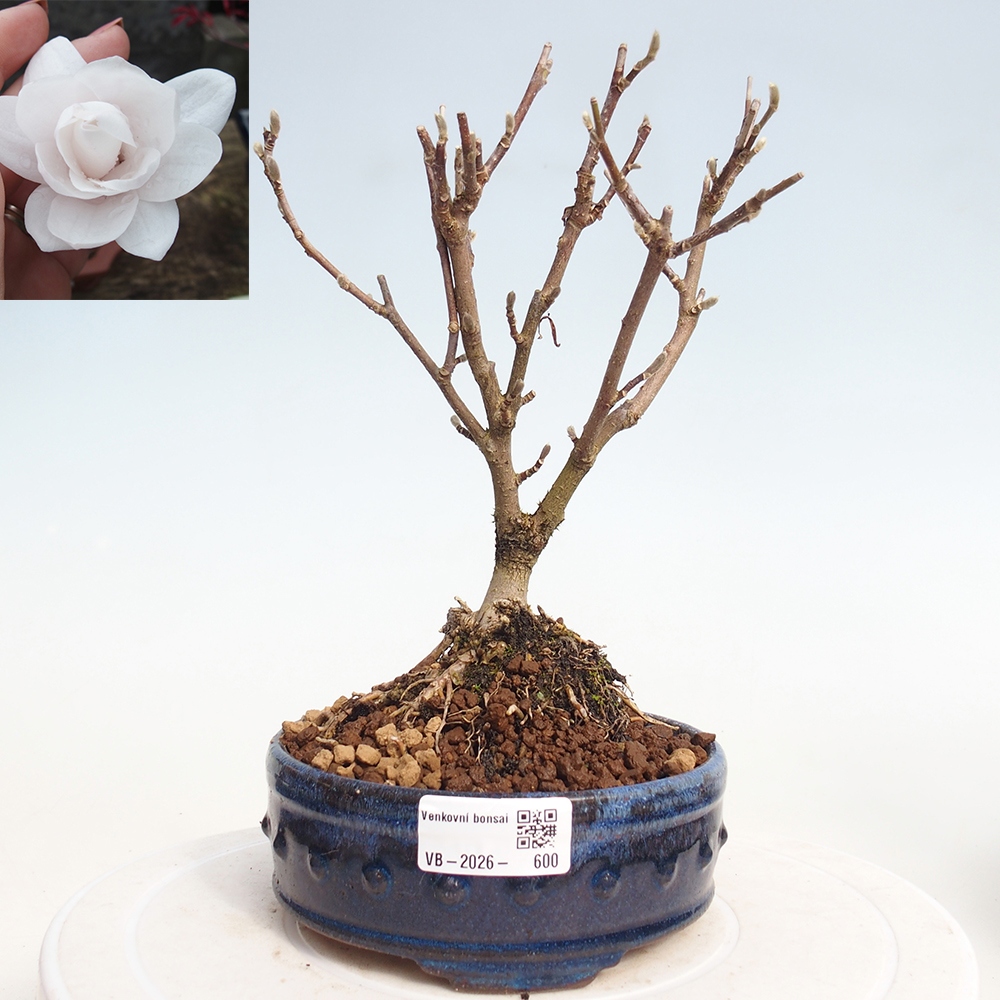 Bonsaï d'extérieur - Magnolia stellata