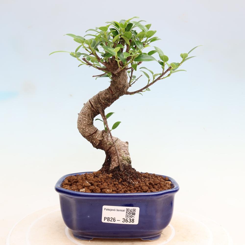 Salle bonsaï - Ficus kimmen - ficus à petites feuilles