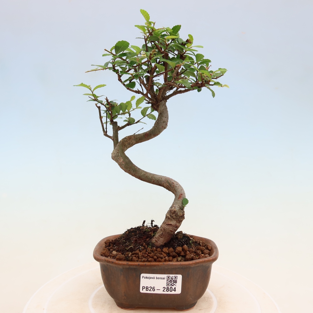 Bonsaï de chambre - Ulmus parvifolia - Orme à petites feuilles