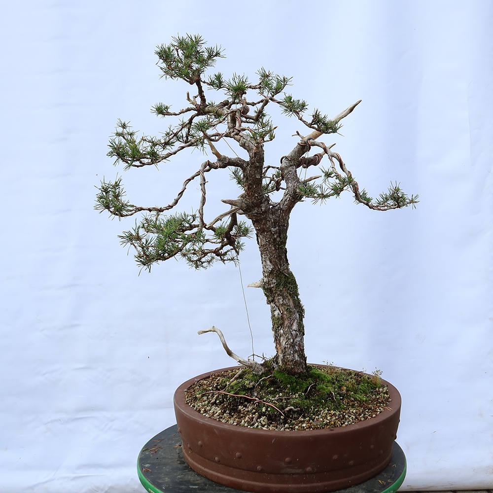 Pinus sylvestris Espagne - pin sylvestre