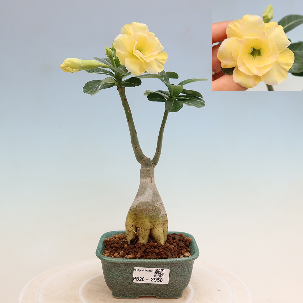 Bonsaï d'intérieur - Adenium obesum greffé « Alonza »  - Rose du désert