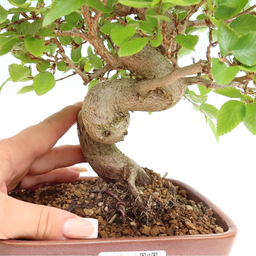 Bonsaï d'extérieur -Carpinus Coreana - Charme de Corée