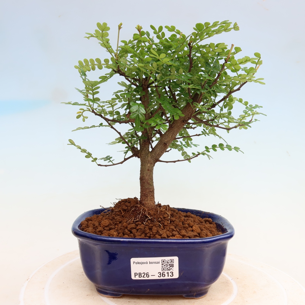 Salle bonsaï - Zantoxylum piperitum - arbre à poivre