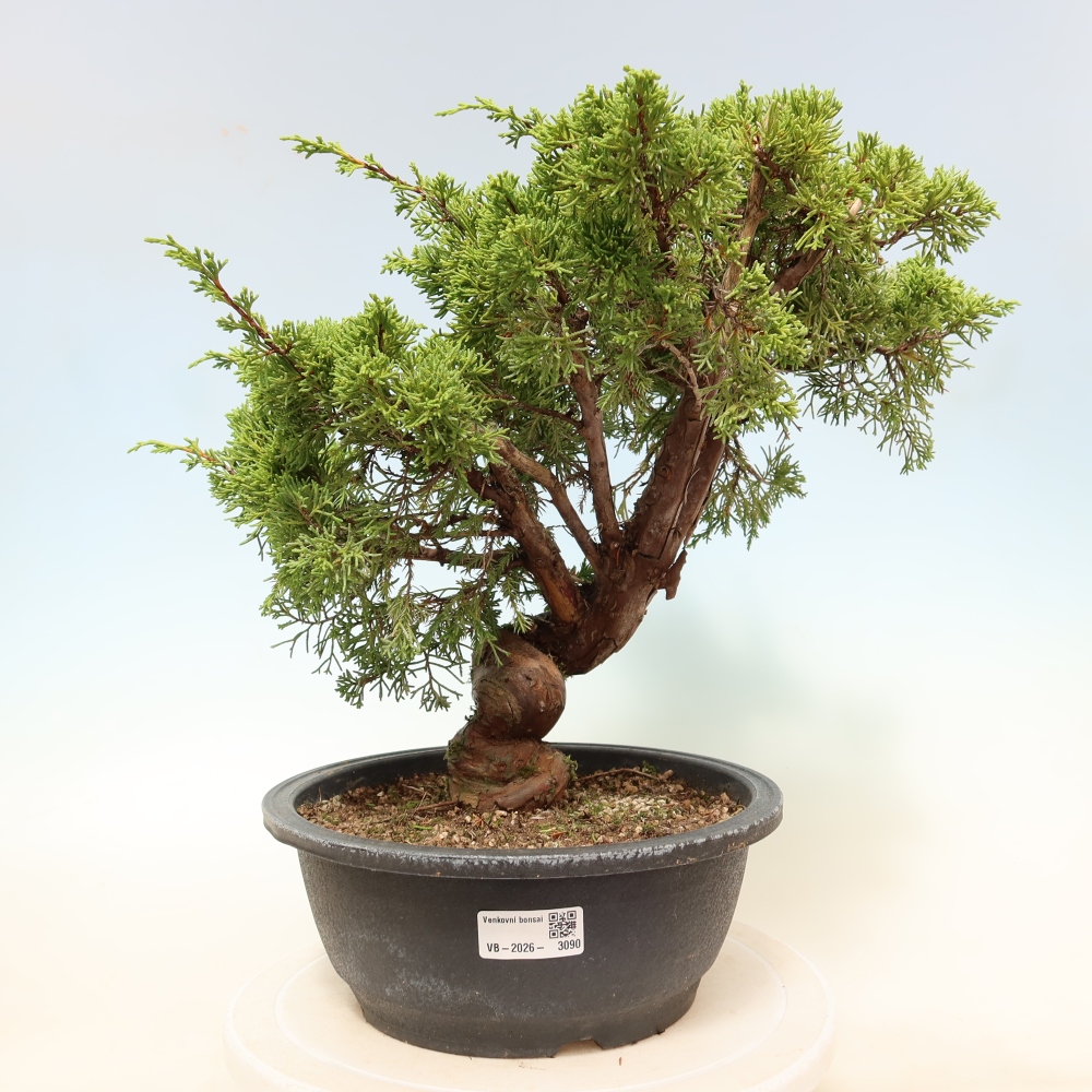 Bonsaï d'extérieur - Juniperus chinensis Itoigawa-Juniperus chinensis