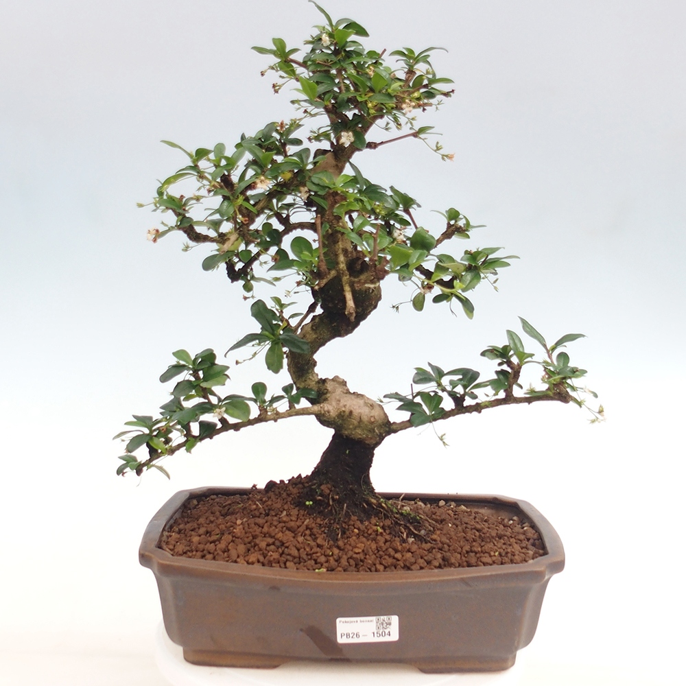 Bonsaï de chambre - Carmona macrophylla - Tea fuki