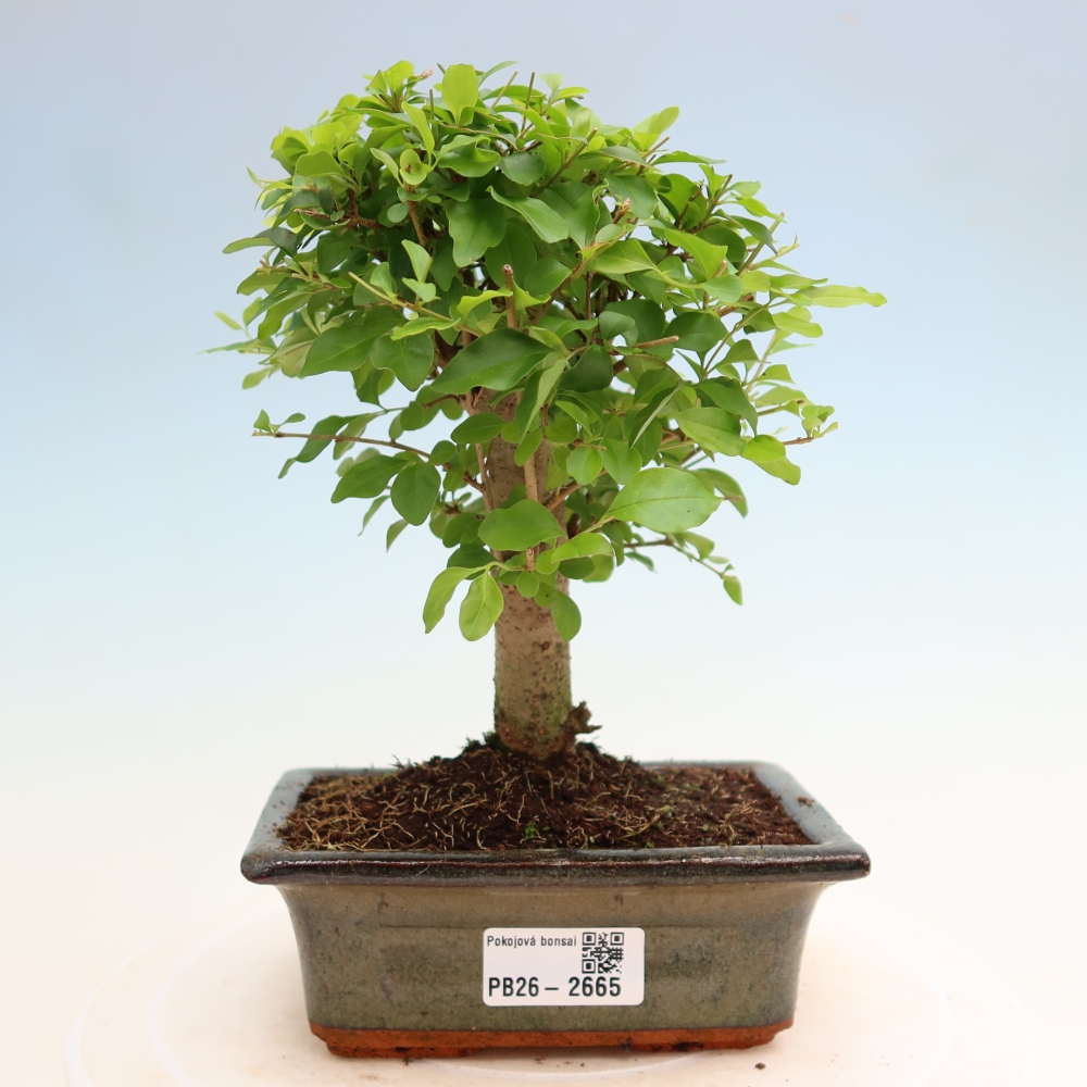 Bonsaï de chambre -Ligustrum chinensis - Bec d'oiseau