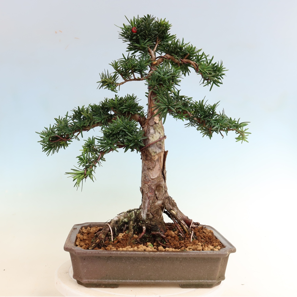 Bonsaï d'extérieur - Taxus cuspidata - If japonais