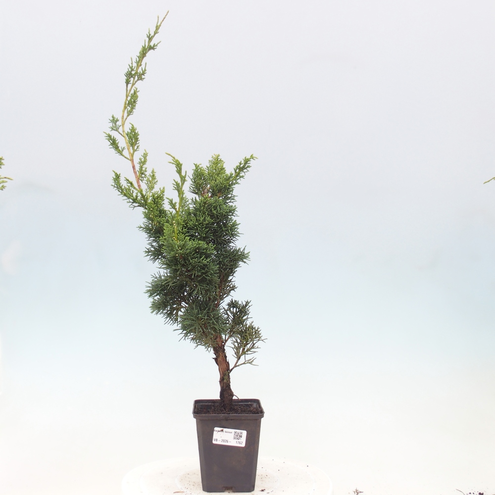 Bonsaï d'extérieur - Juniperus chinensis Kishu