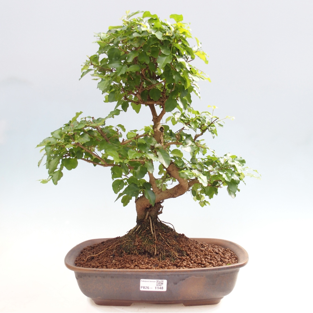 Bonsaï de chambre -Ligustrum chinensis - Bec d'oiseau