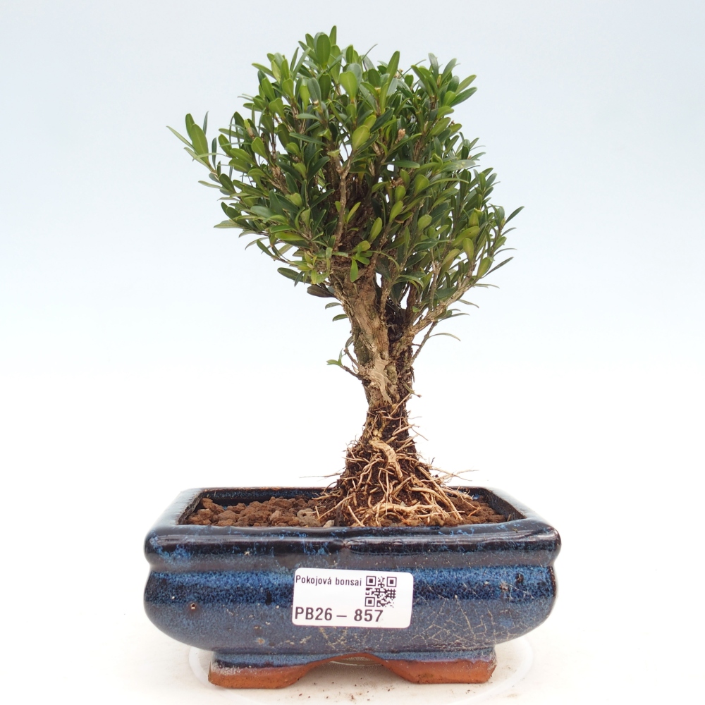 Bonsaï de chambre - Buxus harlandii - buxus liège
