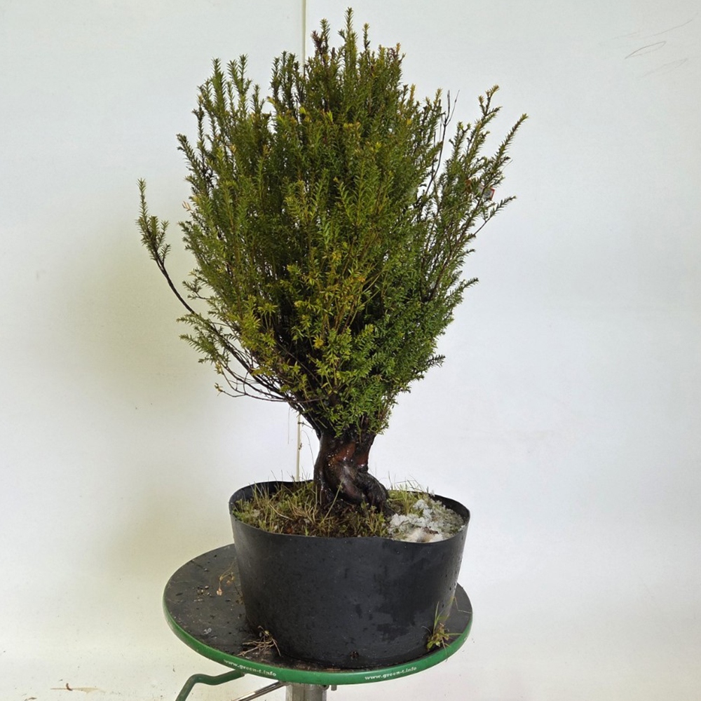 Bonsaï d'extérieur If japonais - Taxus cuspidata