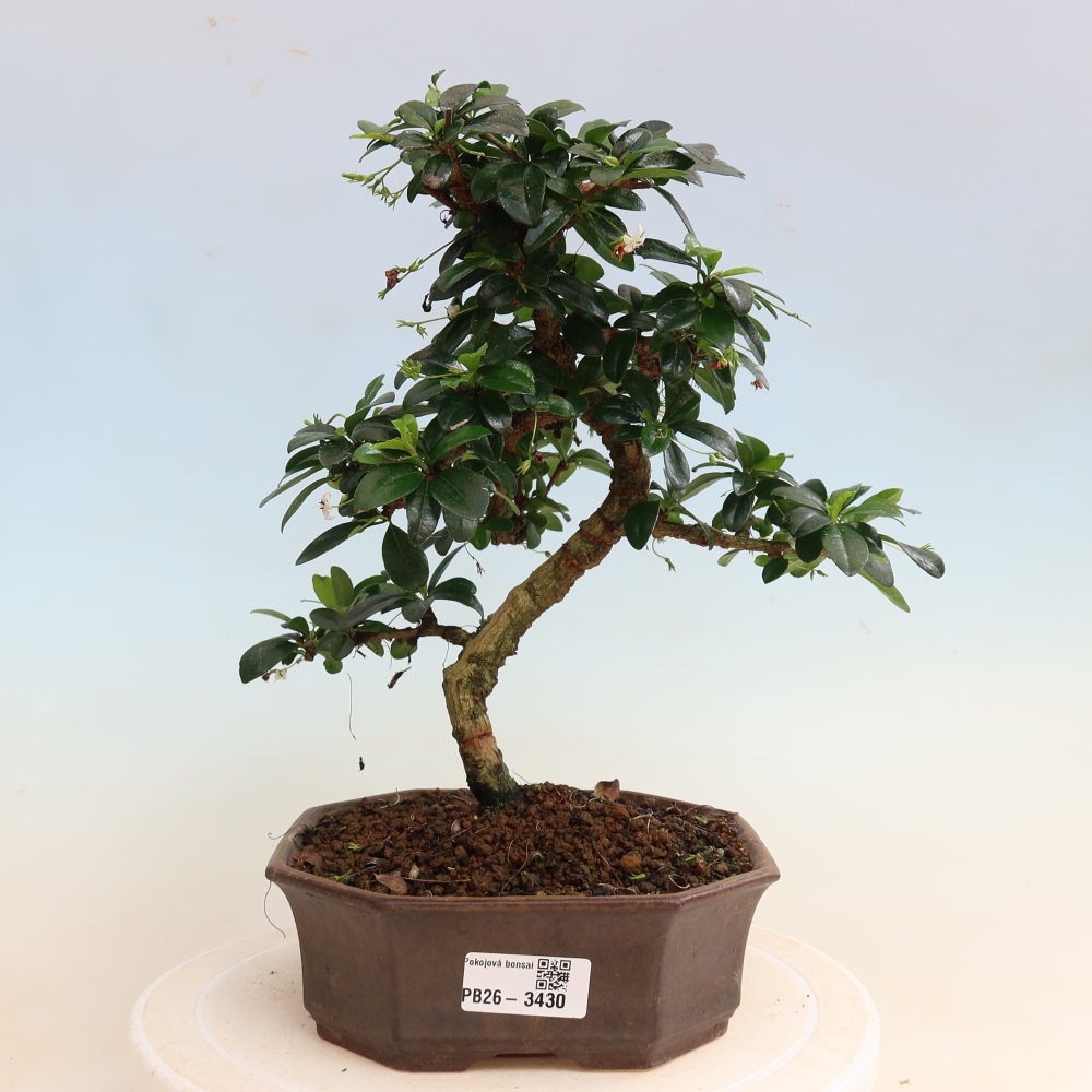 Bonsaï de chambre - Carmona macrophylla - Tea fuki