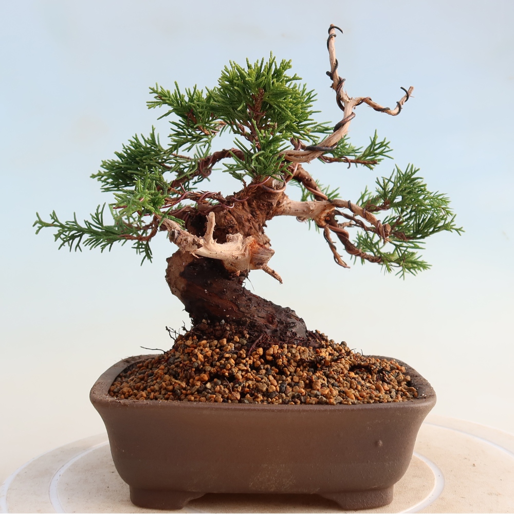 Bonsaï d'extérieur - Juniperus chinensis Itoigawa