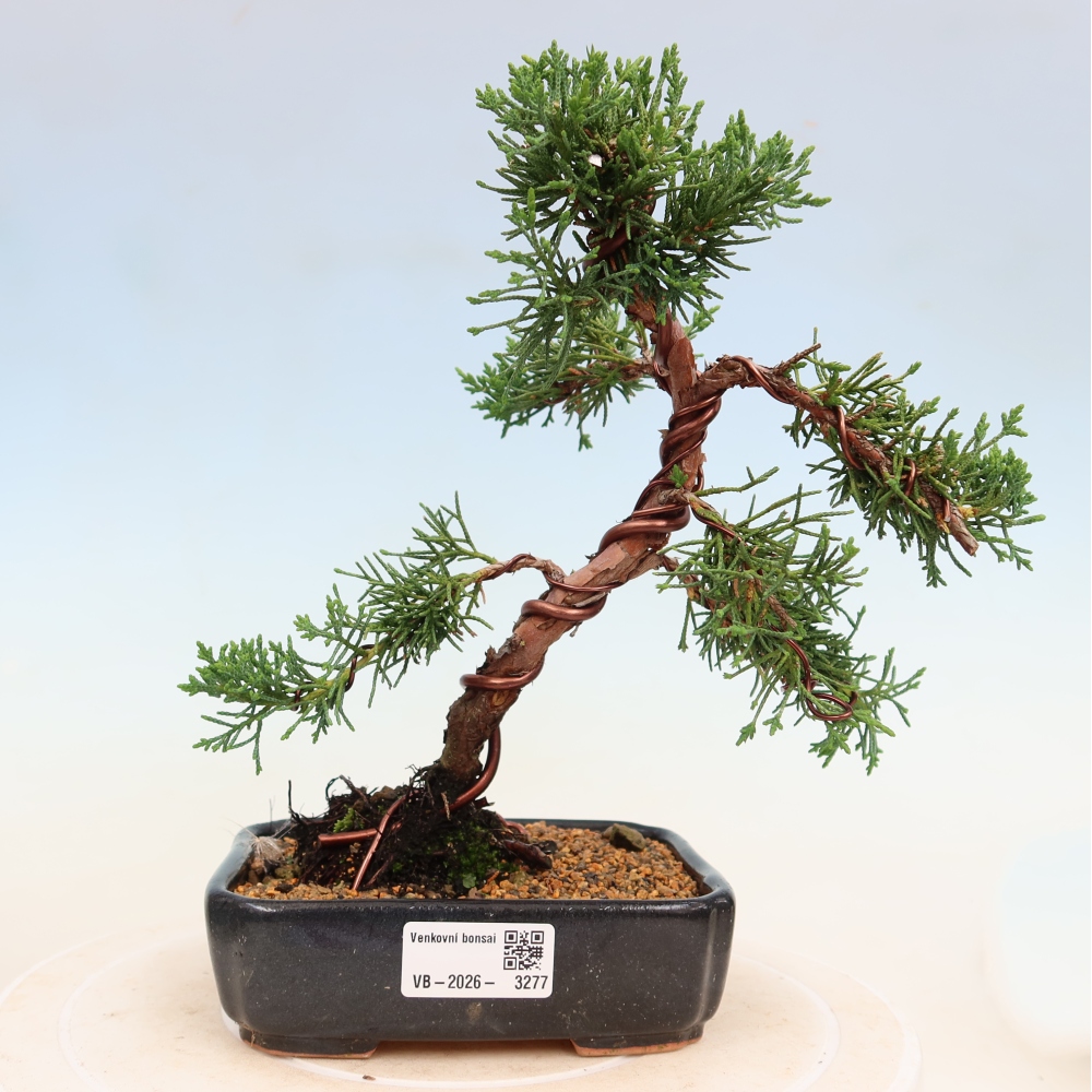 Bonsaï d'extérieur - Juniperus chinensis Kishu