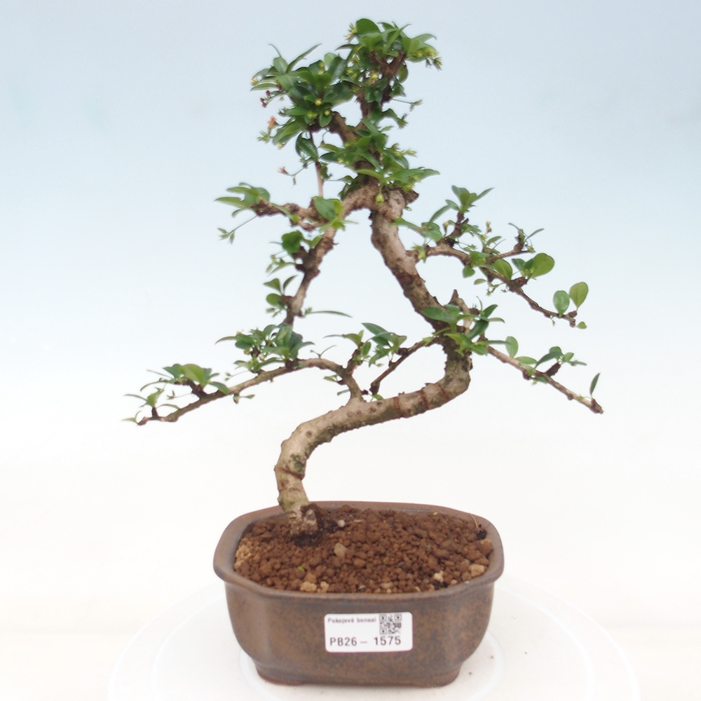 Bonsaï de chambre - Carmona macrophylla - Tea fuki