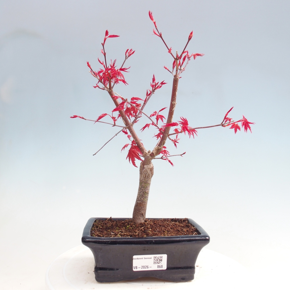 Bonsaï d'extérieur - Acer palmatum DESHOJO