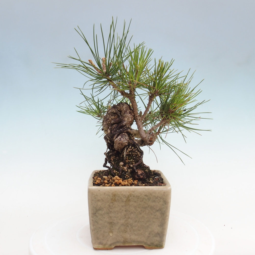 Bonsaï d'extérieur - Pinus thunbergii - Pin de Thunberg