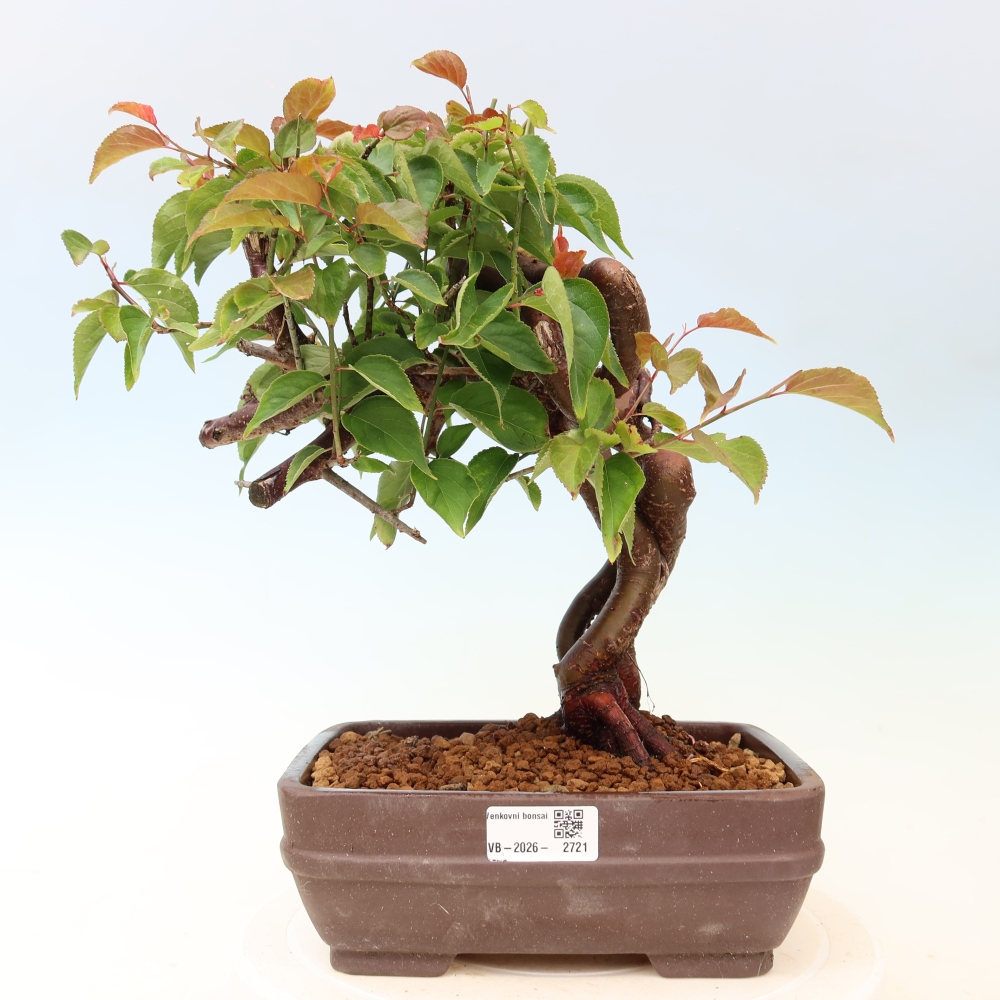 Bonsaï d'extérieur - Abricotier japonais - Prunus Mume