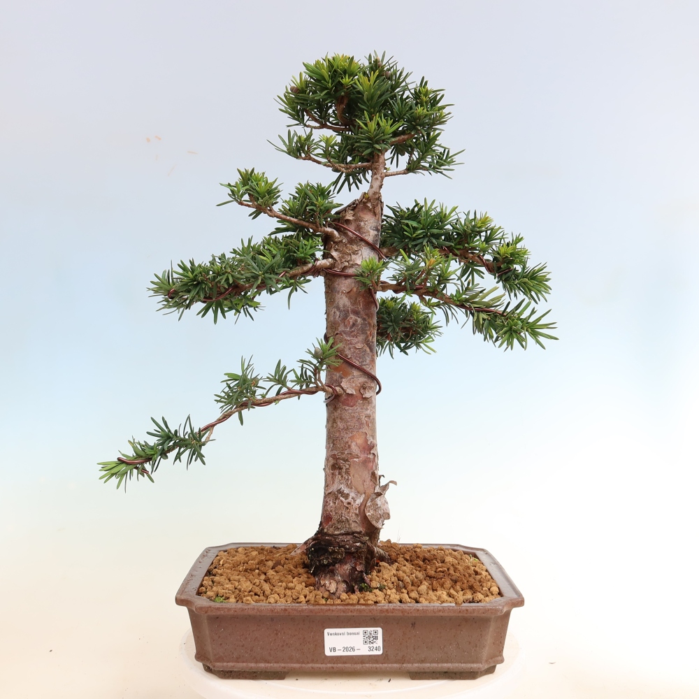 Bonsaï d'extérieur - Taxus cuspidata - If japonais