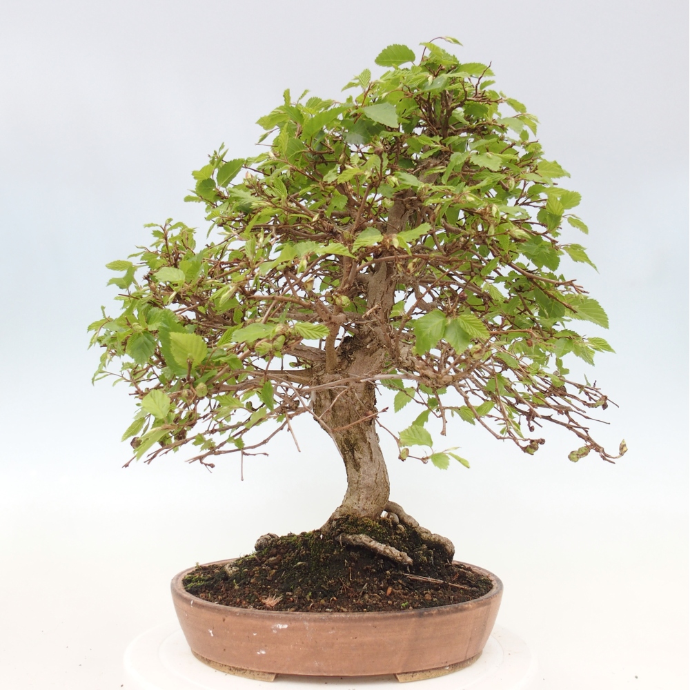 Bonsaï d'extérieur -Carpinus CARPINOIDES - Charme de Corée