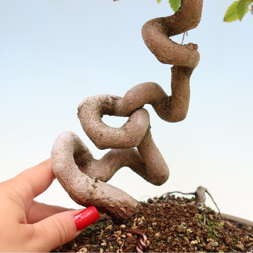 Bonsaï d'extérieur -Carpinus Coreana - Charme de Corée