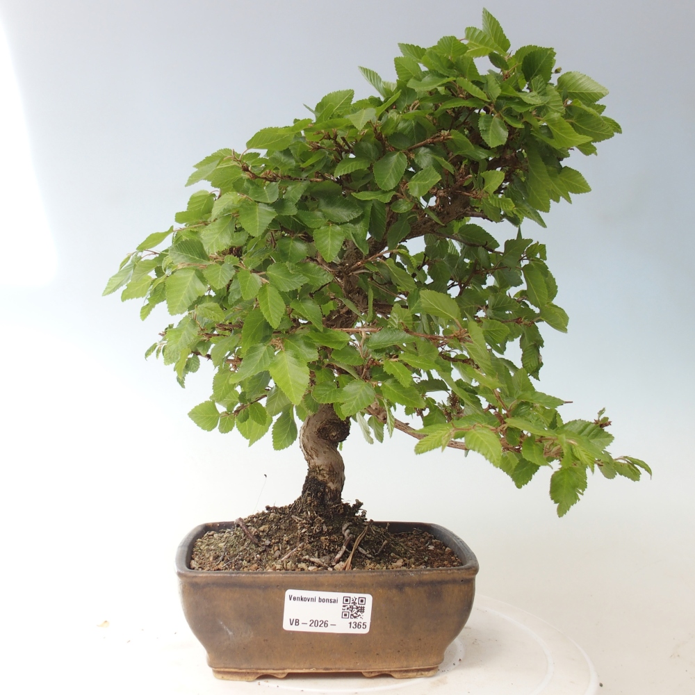 Bonsaï d'extérieur -Carpinus CARPINOIDES - Charme de Corée