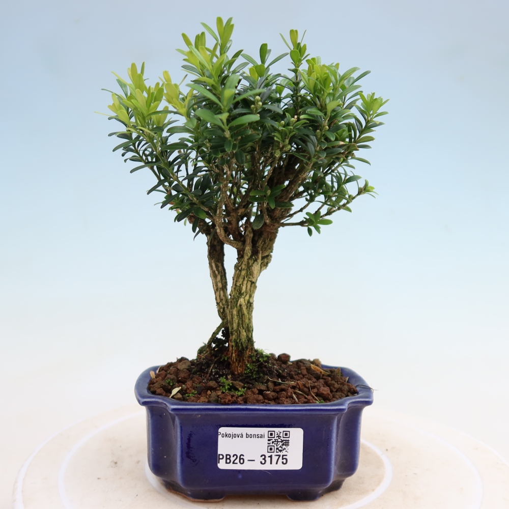 Bonsaï de chambre - Buxus harlandii - buxus liège