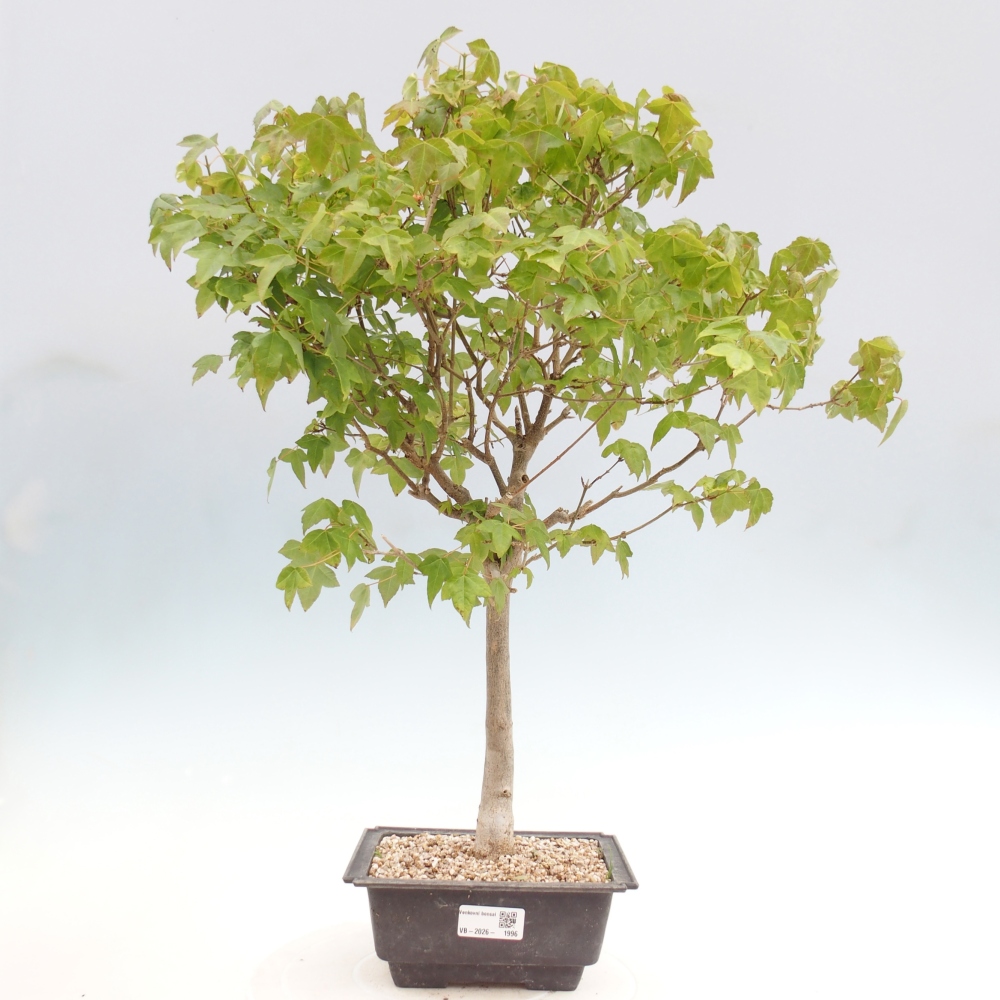 Bonsaï d'extérieur - Acer Buergerianum - Burger Maple
