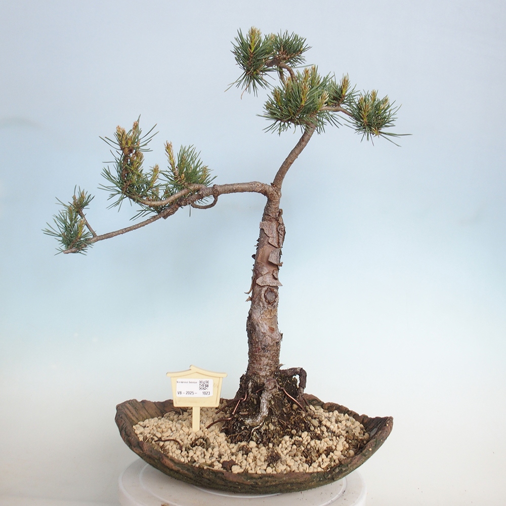 Bonsaï d'extérieur - Pinus Sylvestris Watererri - Pin sylvestre