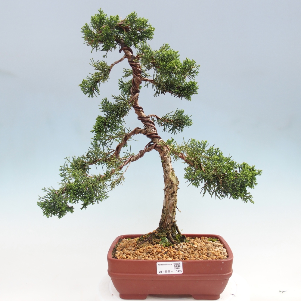 Bonsaï d'extérieur - Juniperus chinensis Kishu