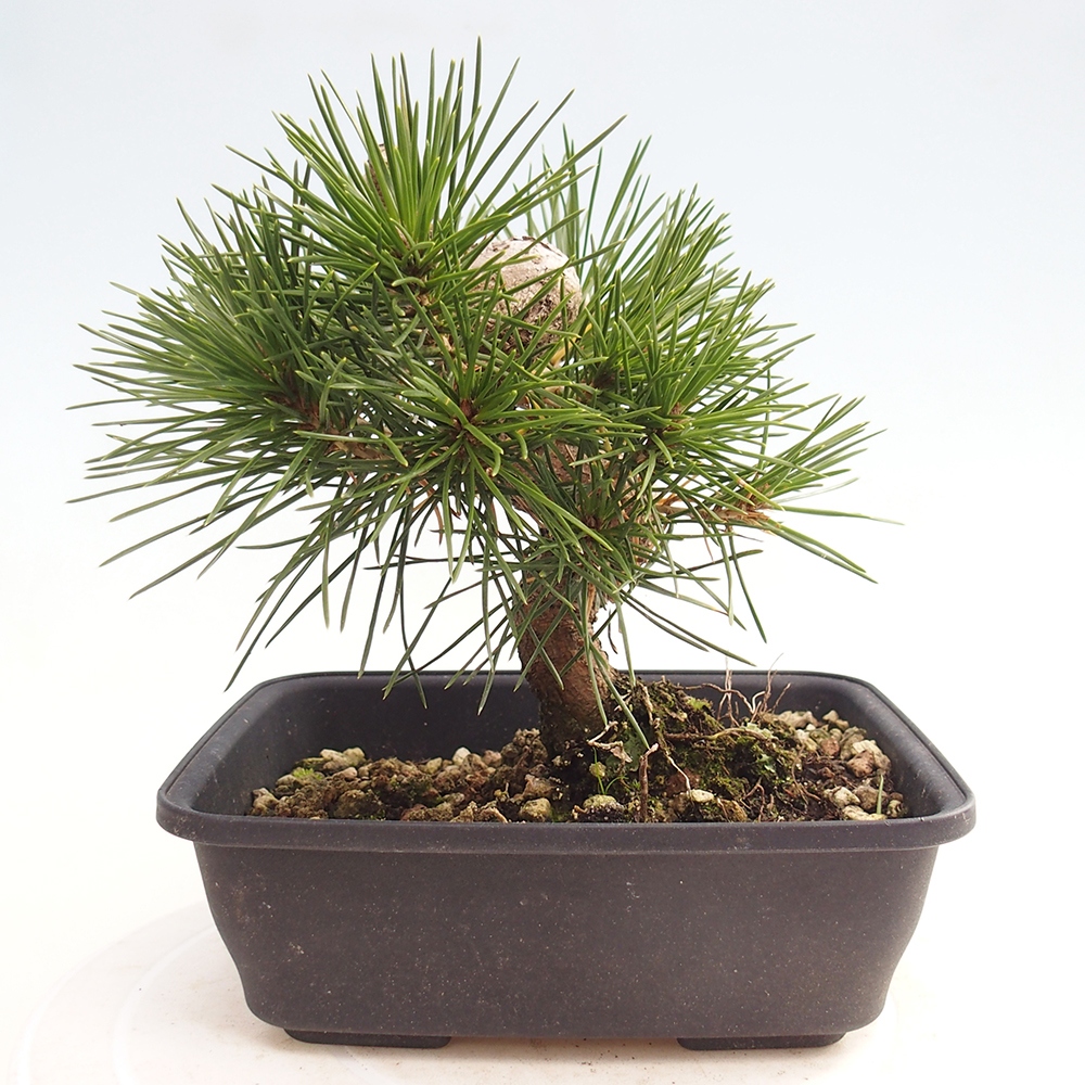 Bonsaï d'extérieur - Pinus thunbergii - Pin de Thunberg