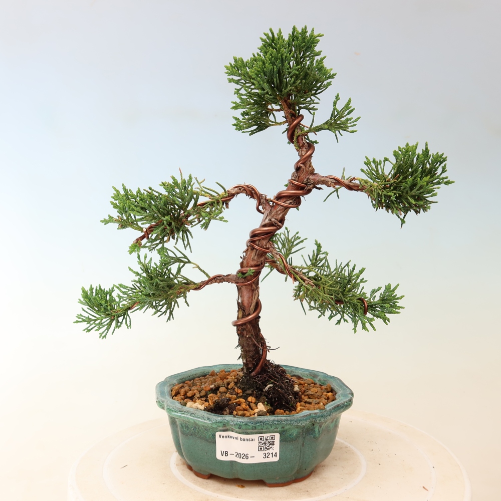 Bonsaï d'extérieur - Juniperus chinensis Kishu
