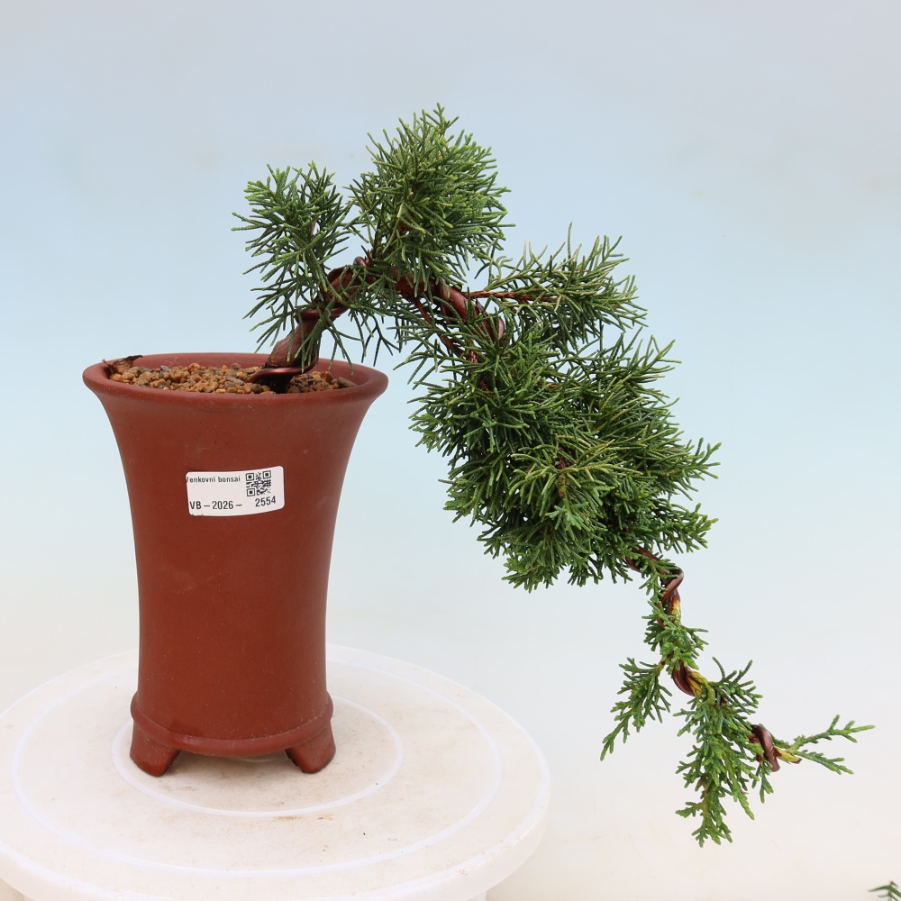 Bonsaï d'extérieur - Juniperus chinensis Kishu